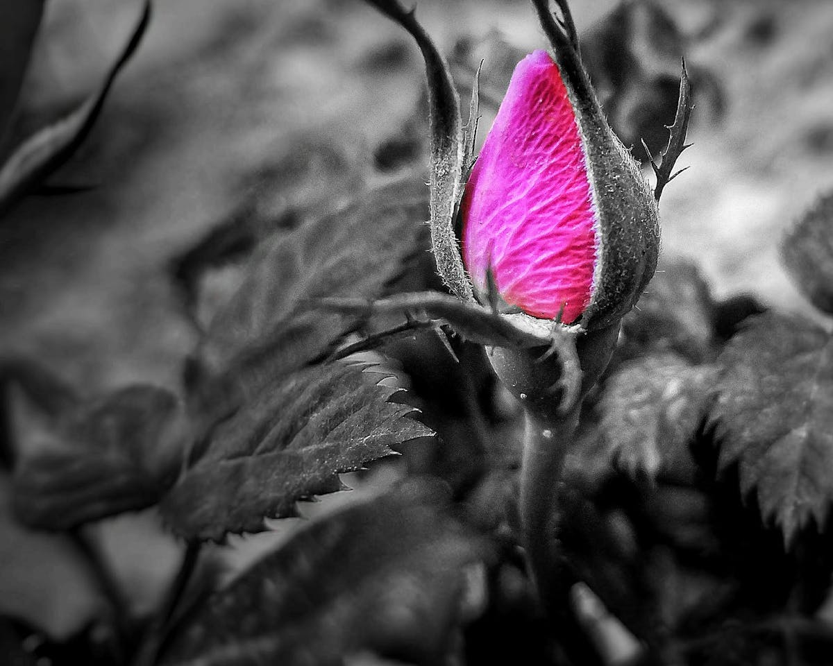 Ağır Yük Streç Makinesi